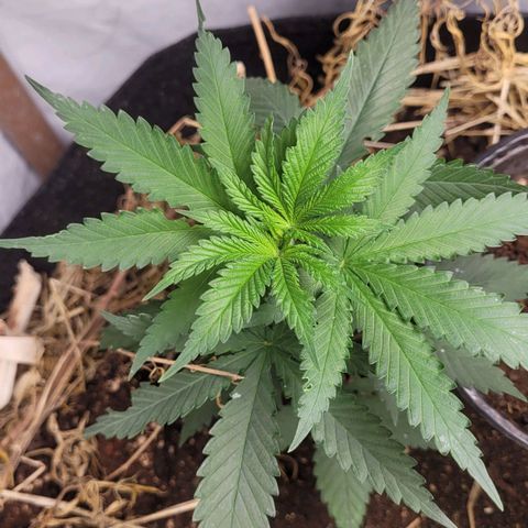 Forbidden Fruit growlog timeline photo