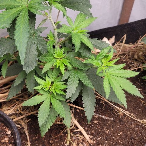 Forbidden Fruit growlog timeline photo