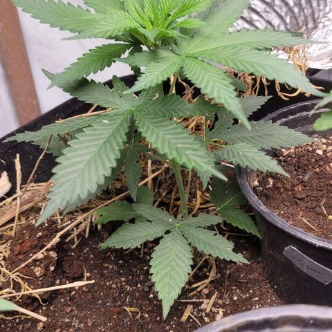 Forbidden Fruit growlog timeline photo