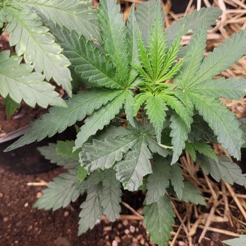 Forbidden Fruit growlog timeline photo