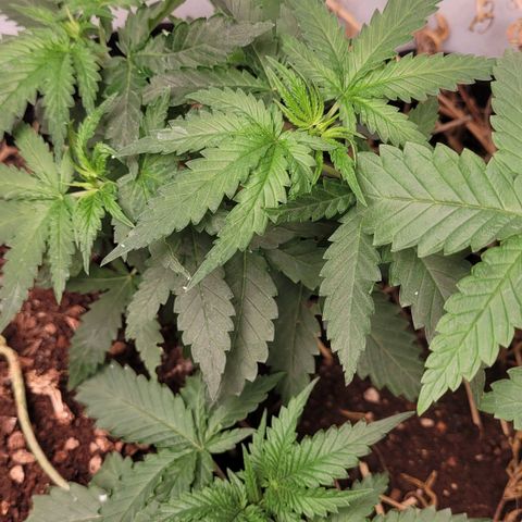 Forbidden Fruit growlog timeline photo