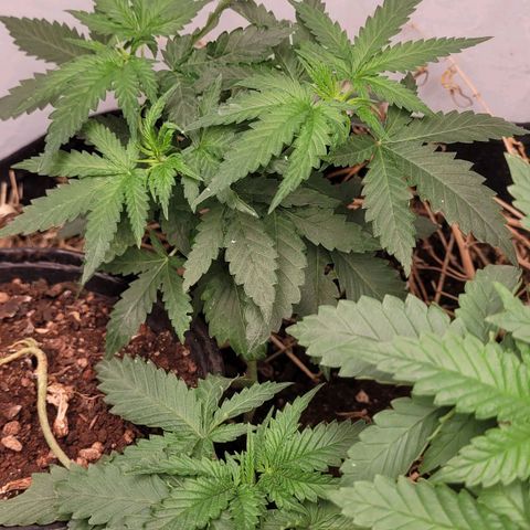 Forbidden Fruit growlog timeline photo