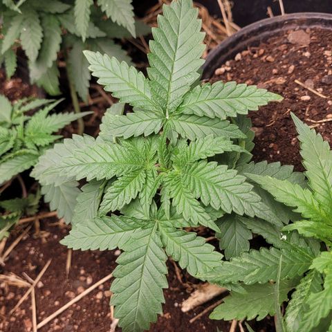 Super lemon hazer X pineaaple og growlog timeline photo