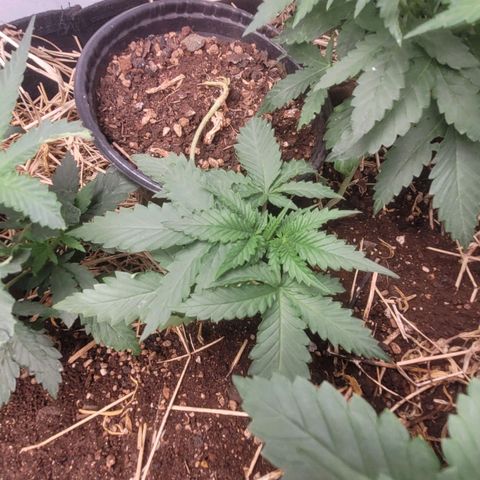 Super lemon hazer X pineaaple og growlog timeline photo