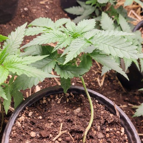 Super lemon hazer X pineaaple og growlog timeline photo
