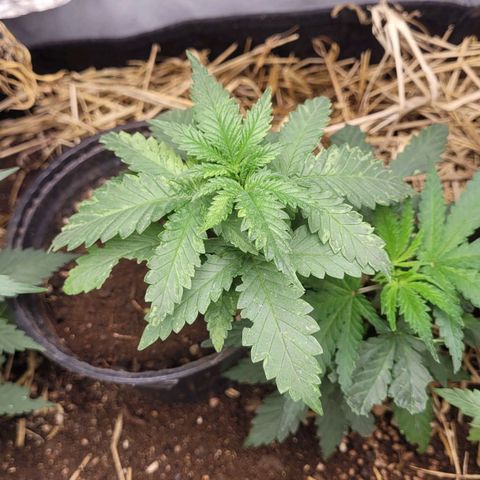 Super lemon hazer X pineaaple og growlog timeline photo