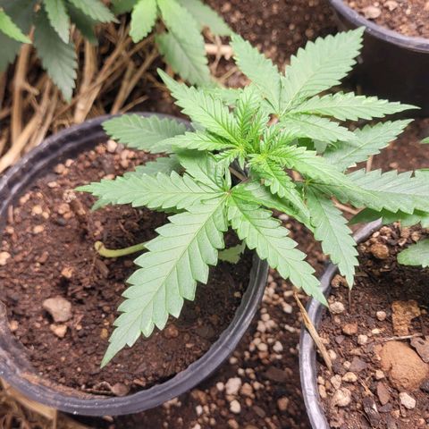 Super lemon hazer X pineaaple og growlog timeline photo