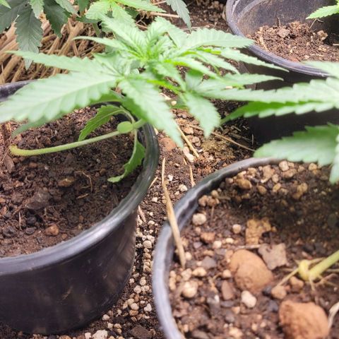 Super lemon hazer X pineaaple og growlog timeline photo