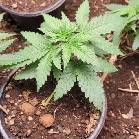 Super lemon hazer X pineaaple og growlog timeline photo