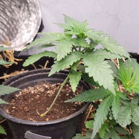 Super lemon hazer X pineaaple og growlog timeline photo
