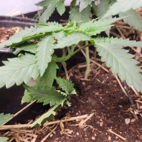 Super lemon hazer X pineaaple og growlog timeline photo
