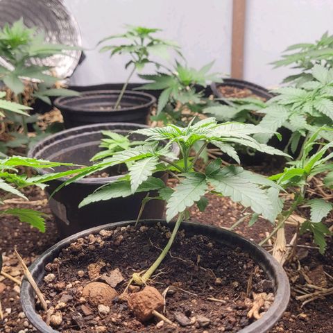 Super lemon hazer X pineaaple og growlog timeline photo
