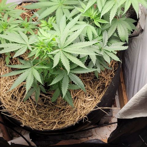 Citrus flower growlog timeline photo