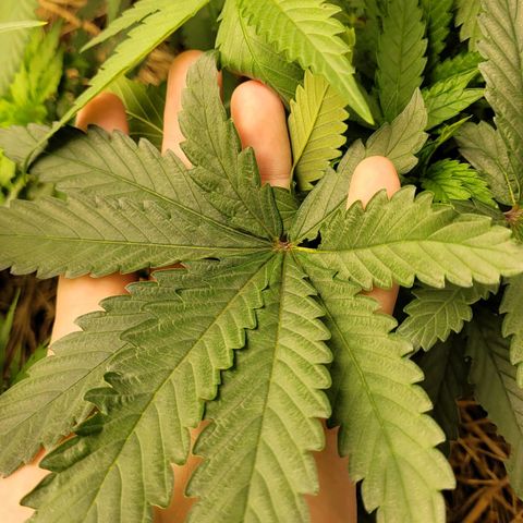 Citrus flower growlog timeline photo