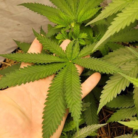 Citrus flower growlog timeline photo