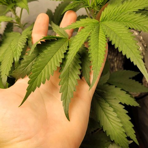Citrus flower growlog timeline photo