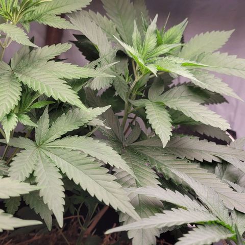 Forbidden Fruit growlog timeline photo