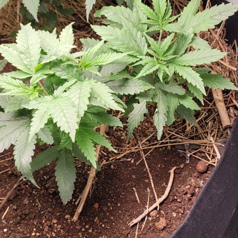 Forbidden Fruit growlog timeline photo
