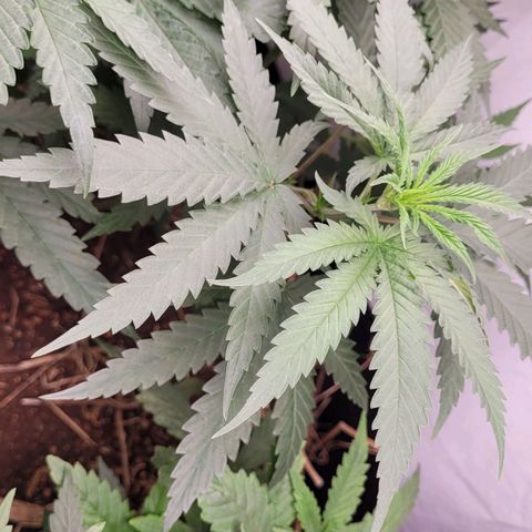 Forbidden Fruit growlog timeline photo