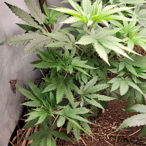 Forbidden Fruit growlog timeline photo