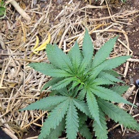 Super lemon hazer X pineaaple og growlog photo: 1 dia depois do transplante 
100% saudáveis. 

Entram em 12x12 em 4 semanas mais ou menos 