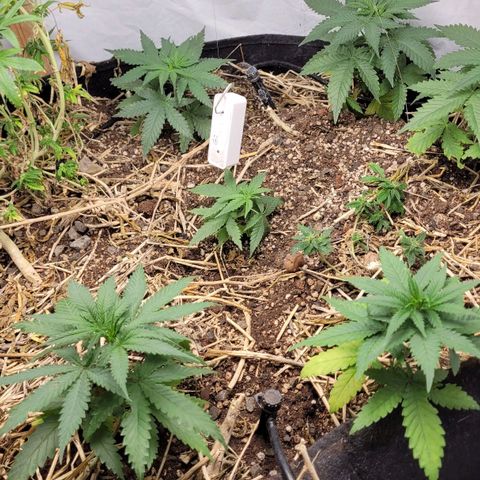 Super lemon hazer X pineaaple og growlog photo: 1 dia depois do transplante 
100% saudáveis. 

Entram em 12x12 em 4 semanas mais ou menos 