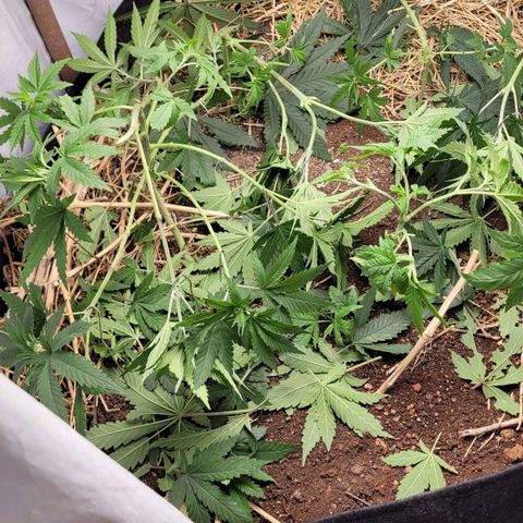 Forbidden Fruit growlog photo: Lst tentativa 1