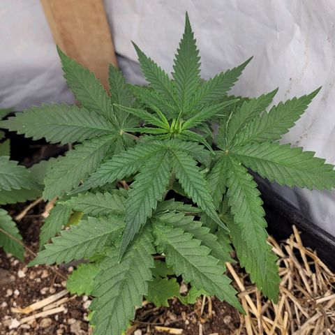 Super lemon hazer X pineaaple og growlog photo: 1 dia depois do transplante 
100% saudáveis. 

Entram em 12x12 em 4 semanas mais ou menos 