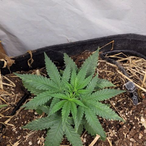 Super lemon hazer X pineaaple og growlog photo: 1 dia depois do transplante 
100% saudáveis. 

Entram em 12x12 em 4 semanas mais ou menos 