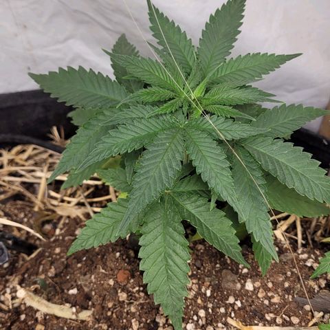 Super lemon hazer X pineaaple og growlog photo: 1 dia depois do transplante 
100% saudáveis. 

Entram em 12x12 em 4 semanas mais ou menos 