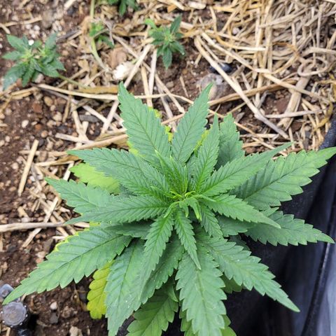 Super lemon hazer X pineaaple og growlog photo: 1 dia depois do transplante 
100% saudáveis. 

Entram em 12x12 em 4 semanas mais ou menos 