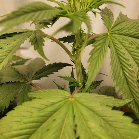 Citrus flower growlog photo: Temos 1 macho as outras 2 ainda nao mostraram sexo. 
Das que ainda não mostraram sexo 1 esta bem bonita,  a outra está bem travada pequena pouco desenvolvimento entre nós 