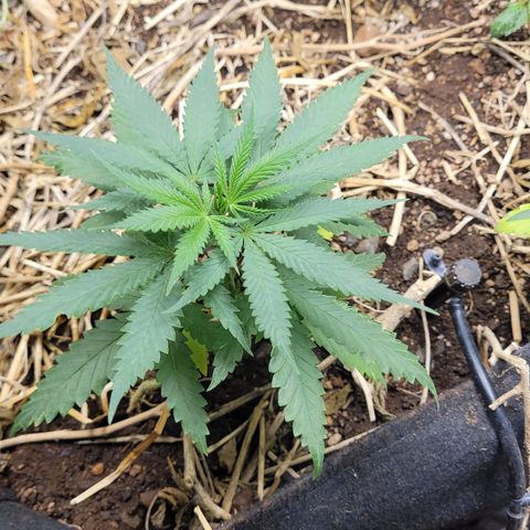 Super lemon hazer X pineaaple og growlog photo: Bem saudáveis  após transplante.
Vou deixar elas pelo menos mais 3 semanas. Ou não vai depender delas e do desenvolvimento 