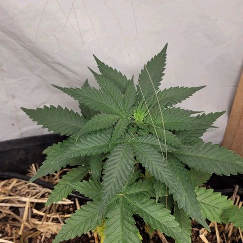 Super lemon hazer X pineaaple og growlog photo: Bem saudáveis  após transplante.
Vou deixar elas pelo menos mais 3 semanas. Ou não vai depender delas e do desenvolvimento 