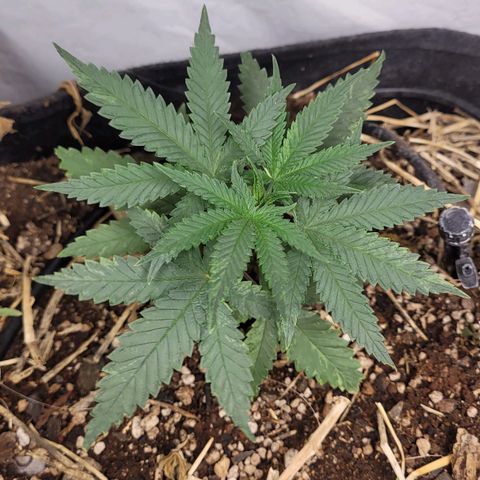 Super lemon hazer X pineaaple og growlog photo: Bem saudáveis  após transplante.
Vou deixar elas pelo menos mais 3 semanas. Ou não vai depender delas e do desenvolvimento 