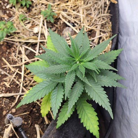 Super lemon hazer X pineaaple og growlog photo: Bem saudáveis  após transplante.
Vou deixar elas pelo menos mais 3 semanas. Ou não vai depender delas e do desenvolvimento 