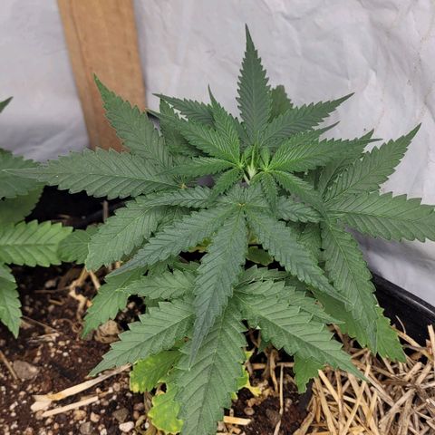 Super lemon hazer X pineaaple og growlog photo: Bem saudáveis  após transplante.
Vou deixar elas pelo menos mais 3 semanas. Ou não vai depender delas e do desenvolvimento 