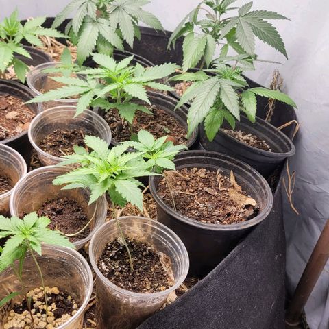 Forbidden Fruit growlog timeline photo