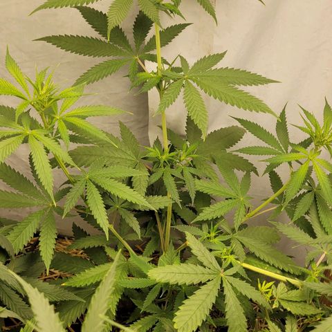 Citrus flower growlog photo: Foto antes da poda