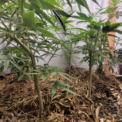 Citrus flower growlog photo: Foto antes da poda