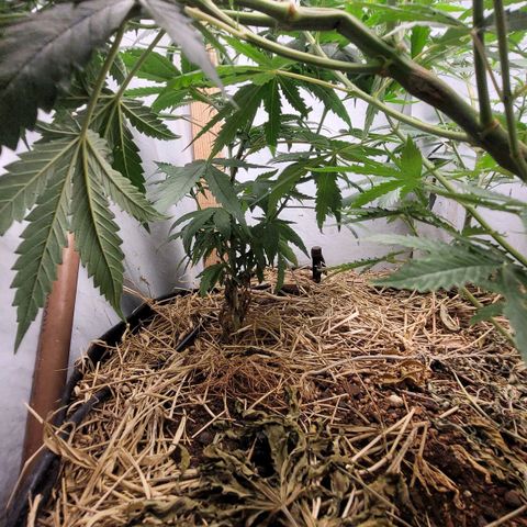 Citrus flower growlog photo: Foto antes da poda
