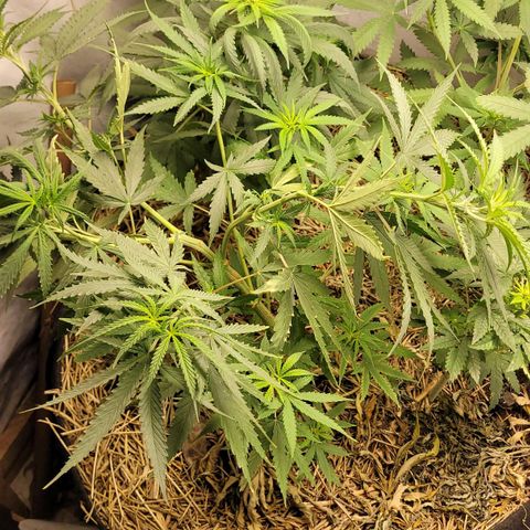 Citrus flower growlog photo: Foto antes da poda