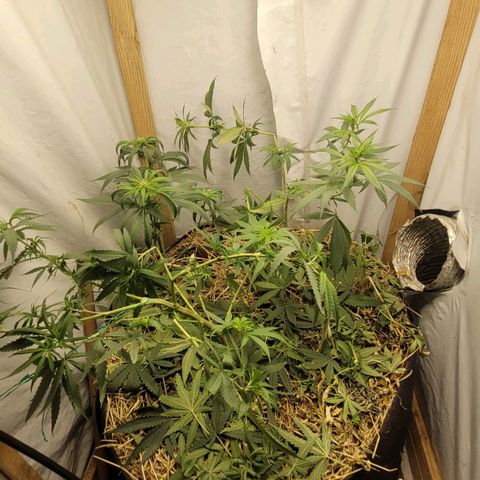 Citrus flower growlog timeline photo