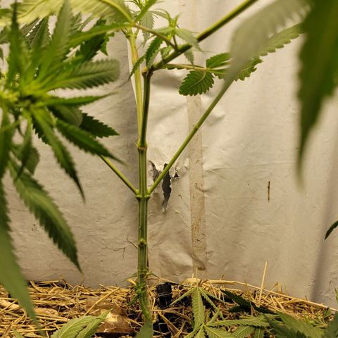 Citrus flower growlog timeline photo