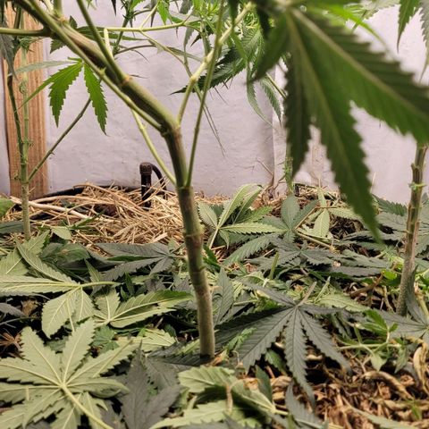Citrus flower growlog timeline photo