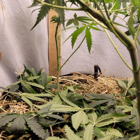 Citrus flower growlog timeline photo