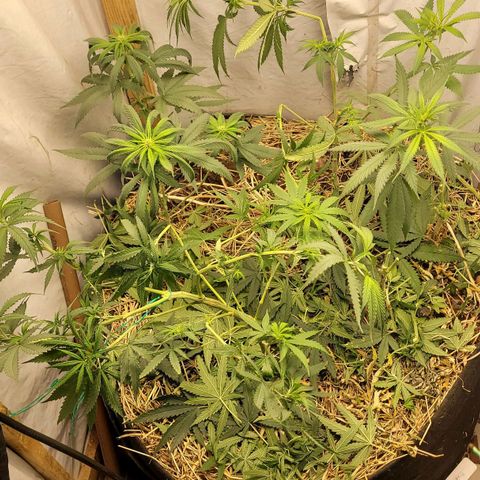 Citrus flower growlog photo: Foto pós poda