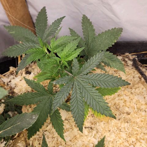 Super lemon hazer X pineaaple og growlog timeline photo