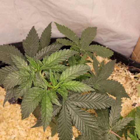 Super lemon hazer X pineaaple og growlog timeline photo