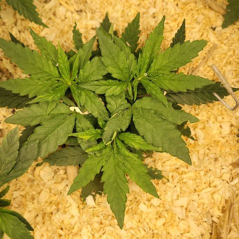 Super lemon hazer X pineaaple og growlog timeline photo